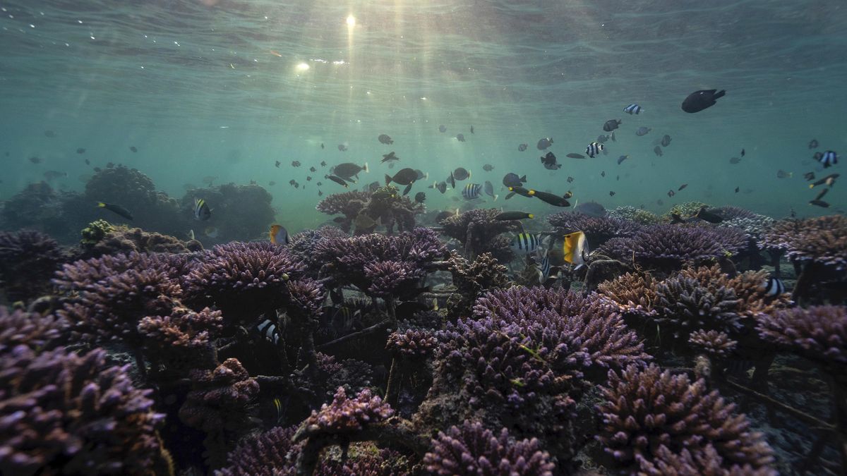 Uraikan manfaat biota laut untuk kehidupan manusia
