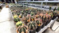 Pandemi virus Corona atau COVID-19 nampaknya menjadi berkah bagi penjual kaktus di Kulon Progo, DIY. Bagaimana tidak, di saat sektor usaha lain melemah akibat wabah tersebut, penjualan kaktus justru meningkat tajam. Bahkan ada penjual yang mampu meraup omzet hingga Rp80 juta per bulan.  