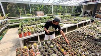 Itulah yang dirasakan Joko Setiyono (31) penjual sekaligus pembudidaya kaktus asal Dusun VIII, Kalurahan Bojong, Kapanewon Panjatan, Kulon Progo. Memulai usaha sejak 2016 silam, pria kelahiran Grobogan, Jawa Tengah itu mengaku baru kali ini penjualan kaktusnya melonjak signifikan.   