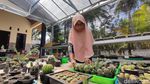 Pandemi Bikin Berkah Penjual Kaktus Kulon Progo