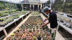 Pandemi Bikin Berkah Penjual Kaktus Kulon Progo