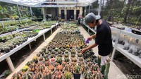 Di masa pandemi pula mulai bermunculan grup-grup sosial media (sosmed) yang mengakomodir para pecinta kaktus. Padahal kata Joko, beberapa tahun lalu, grup semacam ini sukar ditemui. Kalaupun ada itu terbatas bagi kalangan yang memang sudah lama jadi kolektor tanaman tersebut.   