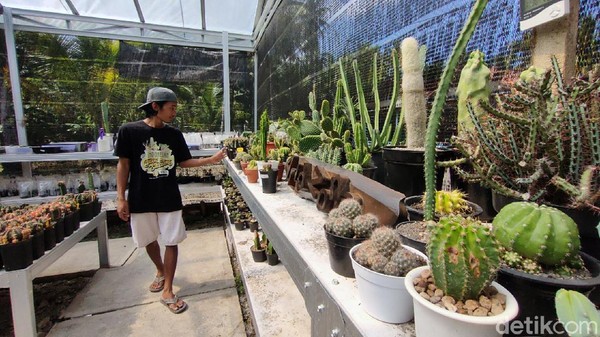 Pandemi Bikin Berkah Penjual Kaktus Kulon Progo