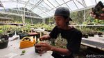 Pandemi Bikin Berkah Penjual Kaktus Kulon Progo