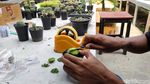 Pandemi Bikin Berkah Penjual Kaktus Kulon Progo