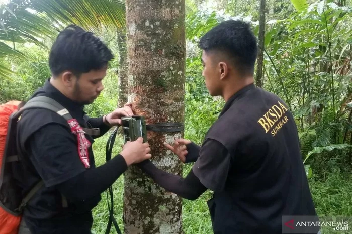 Petugas BKSDA memasang kamera untuk melacak makhluk misterius yang bikin heboh Agam. Petugas BKSDA memasang kamera untuk melacak makhluk misterius yang bikin heboh Agam.