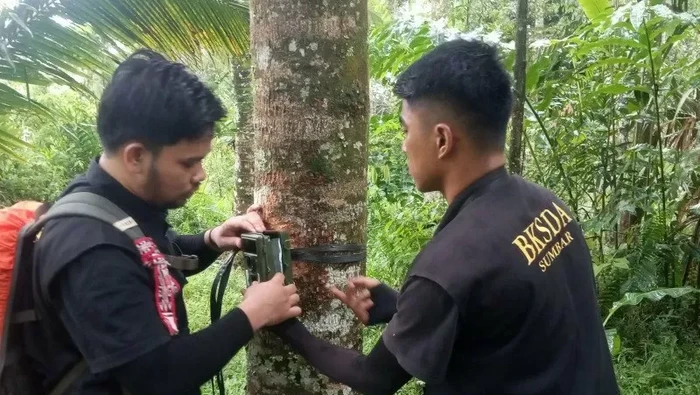Petugas BKSDA memasang kamera untuk melacak makhluk misterius yang bikin heboh Agam.