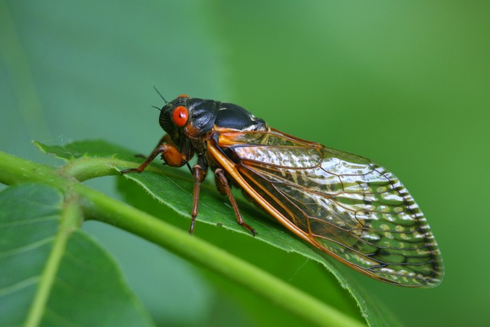 Risiko Alergi Cicada Cicada Jadi Makanan Masa Depan, Peneliti Sebut Risiko Konsumsinya