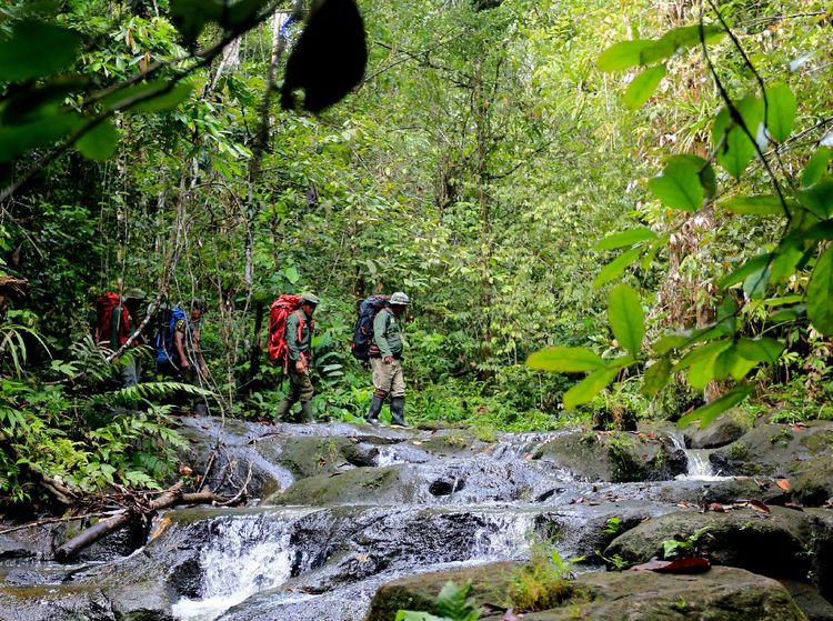 Kerja Keras Para Jagawana Hutan Leuser
