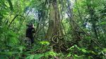 Kerja Keras Para Jagawana Hutan Leuser