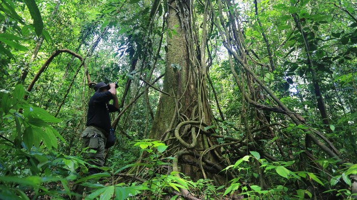 Seraya semburat cahaya matahari menembus di antara dedaunan, sejumlah orang mulai menjejakkan kakinya ke bumi menyusuri lebatnya hutan. Tak kenal siang dan malam, mereka yang biasa disebut Ranger atau jagawana tersebut mulai berpatroli di Kawasan Ekosistem Leuser (KEL) di Aceh.