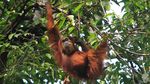 Kerja Keras Para Jagawana Hutan Leuser