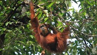 Jagawana adalah bagian tidak terpisahkan dari KEL, karena KEL merupakan wilayah penting dengan berbagai keanekaragaman hayati seperti empat satwa kunci sumatera yaitu harimau sumatera, badak sumatera, gajah sumatera dan orang utan sumatera.  