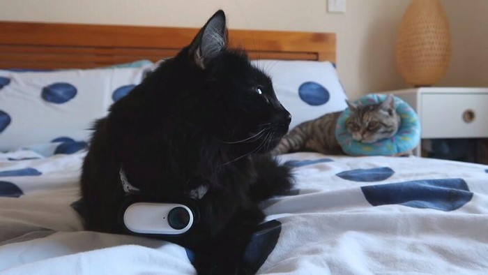 Seekor kucing punya rahasia, katanya. Namun kata-kata ini dibuktikan oleh hasil video dari kamera bluetooth kecil yang disematkan seorang pria di kalung sang kucing selama 24 jam.

Vlogger Half-Asleep Chris menyematkan video untuk memantau sang kucing Ralph. Dari kalung ini, digamblangkan kehidupan dari perspektif Ralph sebagaimana dikutip dari Bored Panda.