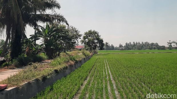 Kualanamu, Bandara Terbesar Ke-3 di Indonesia yang Dikelilingi Sawit