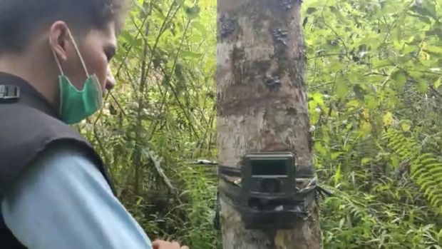 BKSDA membongkar camera trap (dok BKSDA Agam)