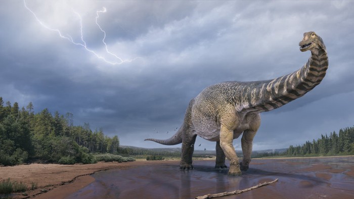 Dinosaurus Australotitan cooperensis