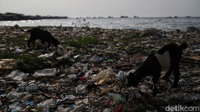 Pekerja Dinas Lingkungan Hidup membersihkan Pantai Cilincing di Jakarta, Selasa (8/6/2021). Pada 8 Juni diperingati sebagai Hari Laut Sedunia, peringatan ini dilakukan sebagai bentuk perhatian akan pentingnya ekosistem laut yang selama ini menjadi sumber daya yang dibutuhkan manusia.