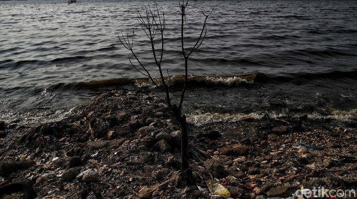 Hamparan Sampah Plastik di Tengah Hari Laut Sedunia Pekerja Dinas Lingkungan Hidup membersihkan Pantai Cilincing di Jakarta, Selasa (8/6/2021). Pada 8 Juni diperingati sebagai Hari Laut Sedunia, peringatan ini dilakukan sebagai bentuk perhatian akan pentingnya ekosistem laut yang selama ini menjadi sumber daya yang dibutuhkan manusia.