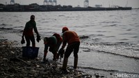 Pekerja Dinas Lingkungan Hidup membersihkan Pantai Cilincing di Jakarta, Selasa (8/6/2021). Pada 8 Juni diperingati sebagai Hari Laut Sedunia, peringatan ini dilakukan sebagai bentuk perhatian akan pentingnya ekosistem laut yang selama ini menjadi sumber daya yang dibutuhkan manusia.   