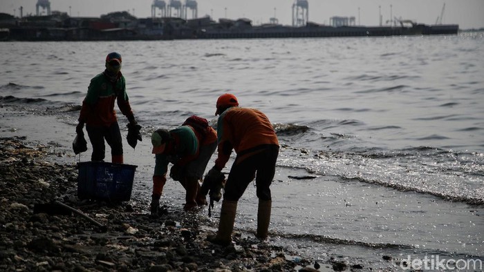 Hamparan Sampah Plastik di Tengah Hari Laut Sedunia Pekerja Dinas Lingkungan Hidup membersihkan Pantai Cilincing di Jakarta, Selasa (8/6/2021). Pada 8 Juni diperingati sebagai Hari Laut Sedunia, peringatan ini dilakukan sebagai bentuk perhatian akan pentingnya ekosistem laut yang selama ini menjadi sumber daya yang dibutuhkan manusia.