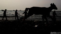 LIPI juga menyebutkan, riset monitoring sampah di muara sungai ini mencatat kehadiran sampah APD, seperti masker medis, sarung tangan, pakaian hazmat, pelindung wajah, jas hujan, yang sangat mencolok dibandingkan dengan sebelum pandemi.  