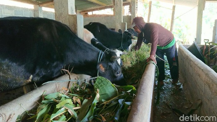 Di Desa Sidomulyo, Kecamatan Pagerwojo ada sapi yang mati positif antraks. Meski begitu, kini masyarakat berangsur tenang dan menjalankan aktivitas seperti biasa.