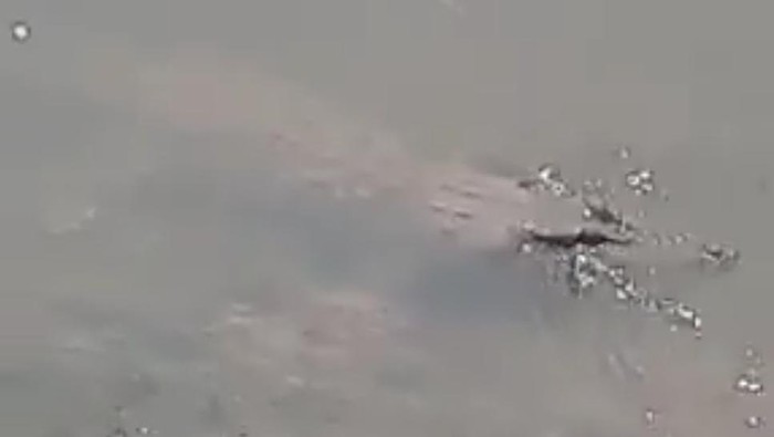 Video penampakan buaya di Sungai Sadar, Kabupaten Mojokerto beredar di medsos. Menurut warga, buaya dengan panjang sekitar 2,5 meter itu muncul ke permukaan sungai sekitar 30 menit.