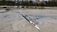 Diketahui Ingus laut pertama ditemukan di Turki pada 2007.   