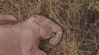Laporan lainnya menyebut kawanan gajah itu semula berjumlah 16 ekor. Tapi, dua ekor tidak lagi turut serta, seekor bayi gajah dilahirkan. Sehingga, jumlahnya 15 ekor.  