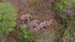 Kawanan Gajah di China Tidur Nyenyak Usai Mengembara 500 Km