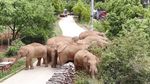 Kawanan Gajah di China Tidur Nyenyak Usai Mengembara 500 Km
