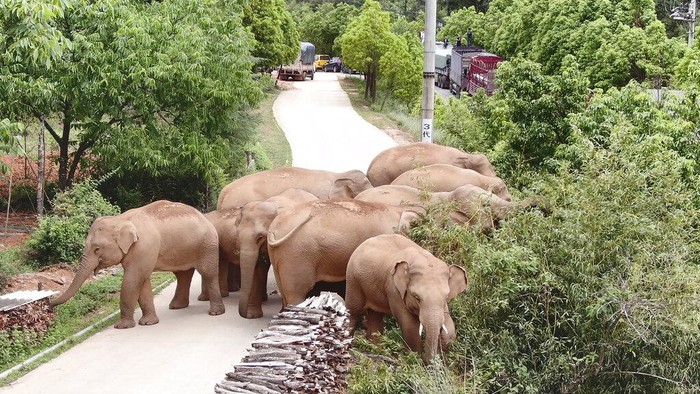 In this photo taken June 4, 2021, and released by the Yunnan Forest Fire Brigade, a migrating herd of elephants graze near Shuanghe Township, Jinning District of Kunming city in southwestern Chinas Yunnan Province. Already famous at home, Chinas wandering elephants are now becoming international stars. Major global media, including satellite news stations, news papers and wire services are chronicling the herds more-than year-long, 500 kilometer (300 mile) trek from their home in a wildlife reserve in mountainous southwest Yunnan province to the outskirts of the provincial capital of Kunming. (Yunnan Forest Fire Brigade via AP)