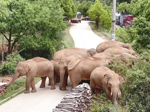 Gajah Liar Ngamuk Injak Mobil gegara Anaknya Ditabrak