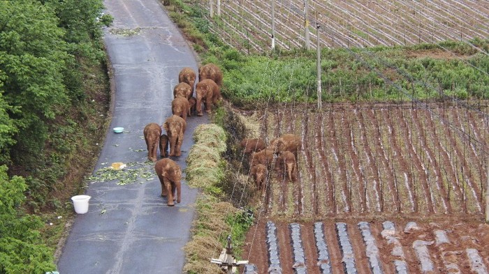 Kawanan Gajah di China Tidur Nyenyak Usai Mengembara 500 Km In this photo taken June 4, 2021, and released by the Yunnan Forest Fire Brigade, a migrating herd of elephants graze near Shuanghe Township, Jinning District of Kunming city in southwestern China's Yunnan Province. Already famous at home, China's wandering elephants are now becoming international stars. Major global media, including satellite news stations, news papers and wire services are chronicling the herd's more-than year-long, 500 kilometer (300 mile) trek from their home in a wildlife reserve in mountainous southwest Yunnan province to the outskirts of the provincial capital of Kunming. (Yunnan Forest Fire Brigade via AP)