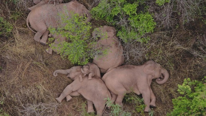 In this photo taken June 4, 2021, and released by the Yunnan Forest Fire Brigade, a migrating herd of elephants graze near Shuanghe Township, Jinning District of Kunming city in southwestern China's Yunnan Province. Already famous at home, China's wandering elephants are now becoming international stars. Major global media, including satellite news stations, news papers and wire services are chronicling the herd's more-than year-long, 500 kilometer (300 mile) trek from their home in a wildlife reserve in mountainous southwest Yunnan province to the outskirts of the provincial capital of Kunming. (Yunnan Forest Fire Brigade via AP)