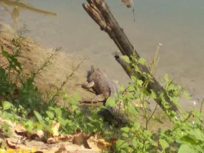 Ada penampakan buaya di Sungai Bengawan Solo, Lamongan. Buaya itu tampak di bantaran sungai di Desa Parengan, Kecamatan Maduran.