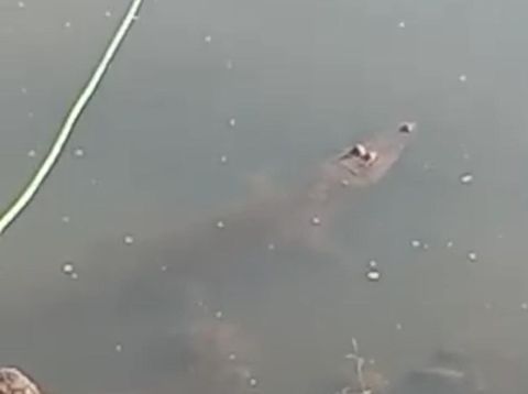 Warga nekat memburu buaya yang muncul di Sungai Sadar Mojokerto meski dilarang karena berbahaya. Mereka berusaha menangkap buaya tersebut menggunakan peralatan seadanya.