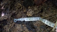 Ada juga bekas jejak kaki di lokasi. Upaya petugas memasan kamera berhasil. Makhluk misterius itu terekam kamera. Setelah dicek, makhluk itu adalah beruang madu. Foto: dok. KSDA Agam