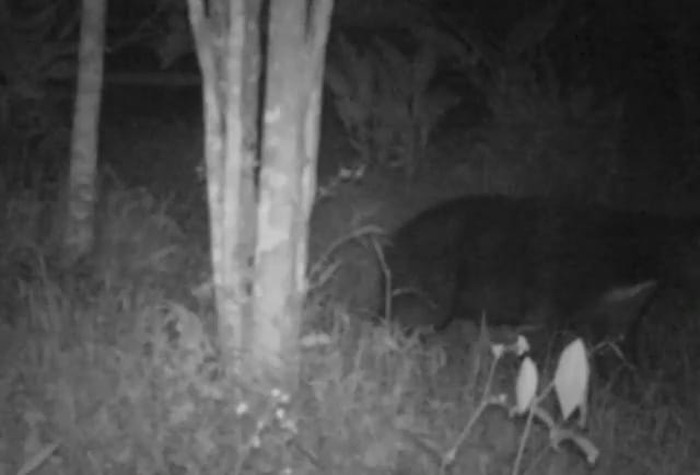 Penampakan makhluk misterius di Agam, Sumbar, ternyata beruang madu. Penampakan makhluk misterius di Agam, Sumbar, ternyata beruang madu.