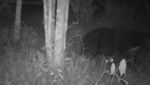 Penampakan Makhluk Misterius di Sumbar Terekam Kamera