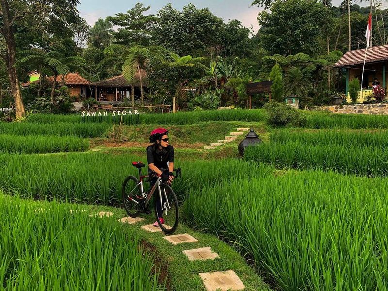 Sawah Segar Sentul