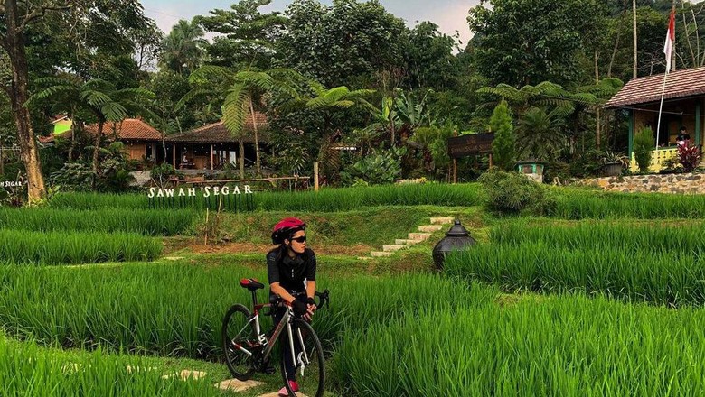 Sawah Segar Sentul Sawah Segar Sentul