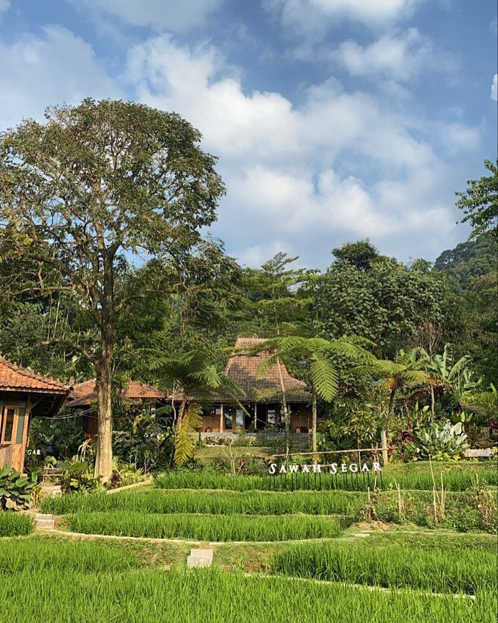 Sawah Segar Sentul