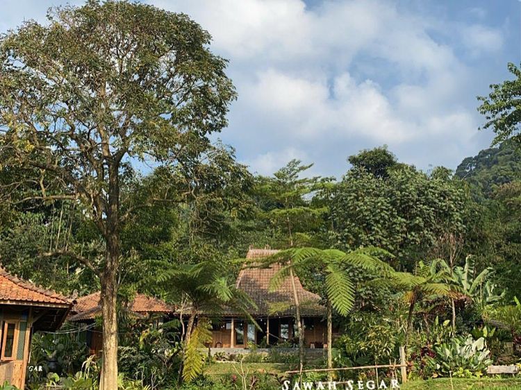 Foto Restoran Unik Berkonsep Persawahan di Sentul