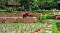 Restoran Sawah Segar Sentul mengajak pengunjung menyatu dengan alam. Suasananya teduh dan nyaman. 