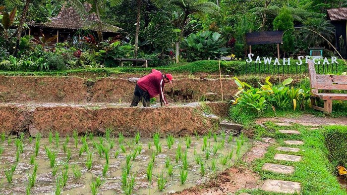 Sawah Segar Sentul