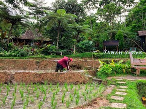 5 Wisata Alam di Bogor yang Lagi Hits, Cocok Buat Melepas Penat