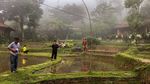 Foto Restoran Unik Berkonsep Persawahan di Sentul