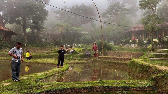 Sawah Segar Sentul
